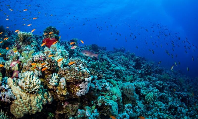  Baştanbaşa Mısır Turları Sömestre Özel Hurgada Kahire Sharm THY ile 7 Gece 8 Gün